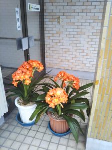 素敵なお花を頂きました！！！